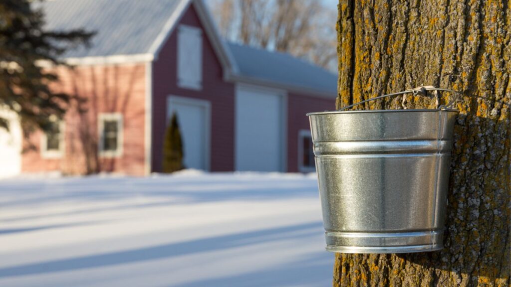 Maple-syrup-tapping