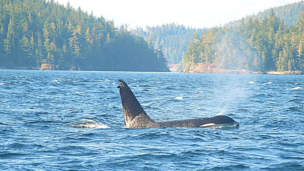 Orca near Telegraph Cove, Vancouver Island