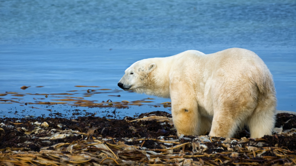 Polar Bear, Churchill, Manitoba – Picture by creighton359