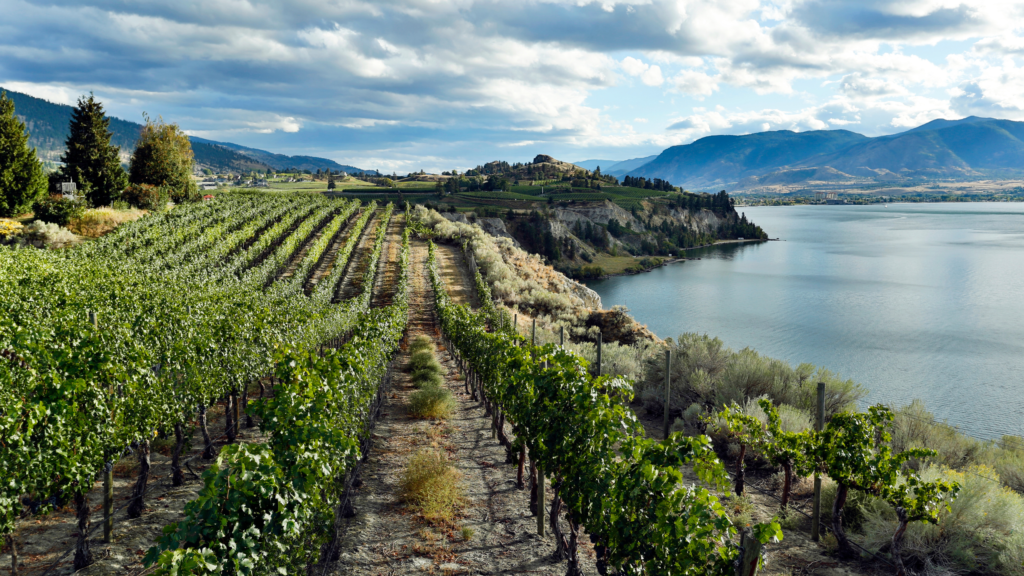 BC Wine Tours: 5 Must-Try Destinations for a Memorable Tasting Experience

Naramata Vineyard Okanagan Valley