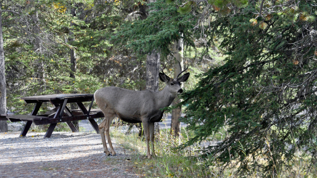 10 Best Campgrounds in Alberta