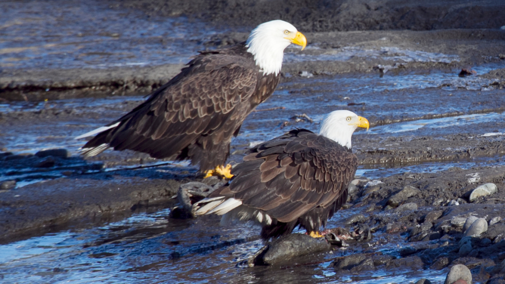 Two bald eagles claiming their salmon