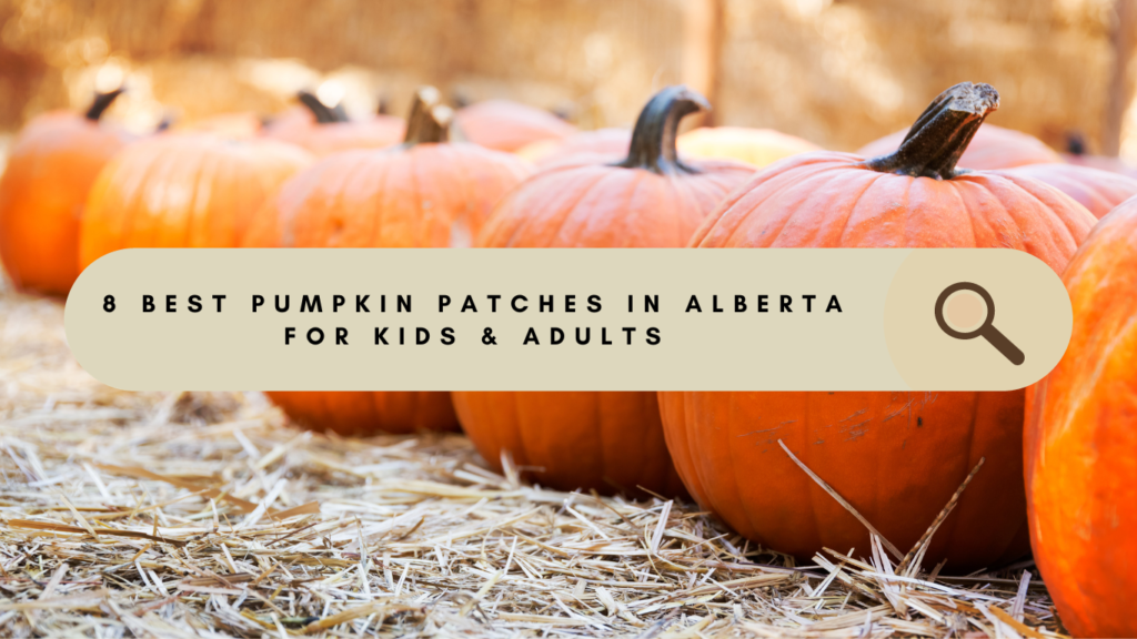 8 Best Pumpkin Patches in Alberta for Kids & Adults