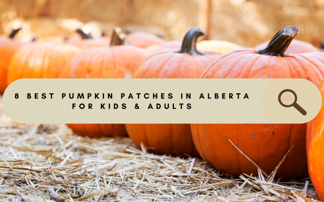 8 Best Pumpkin Patches in Alberta for Kids & Adults