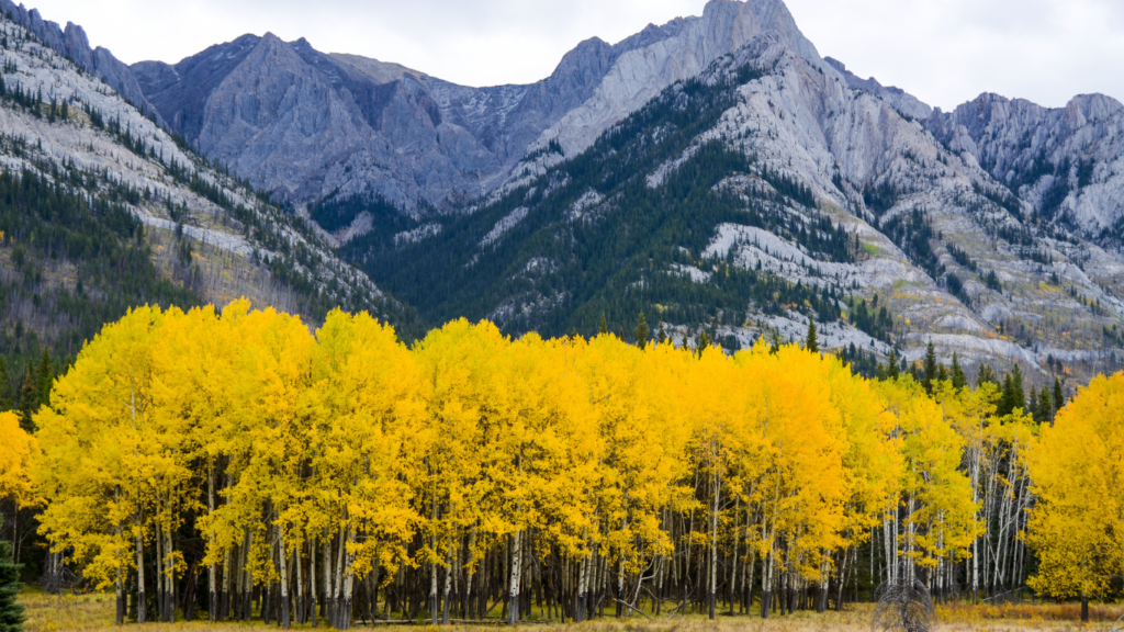 Autumn leaves along Bow Valley Parkway in Autumn, Canadian Rockies, Alberta