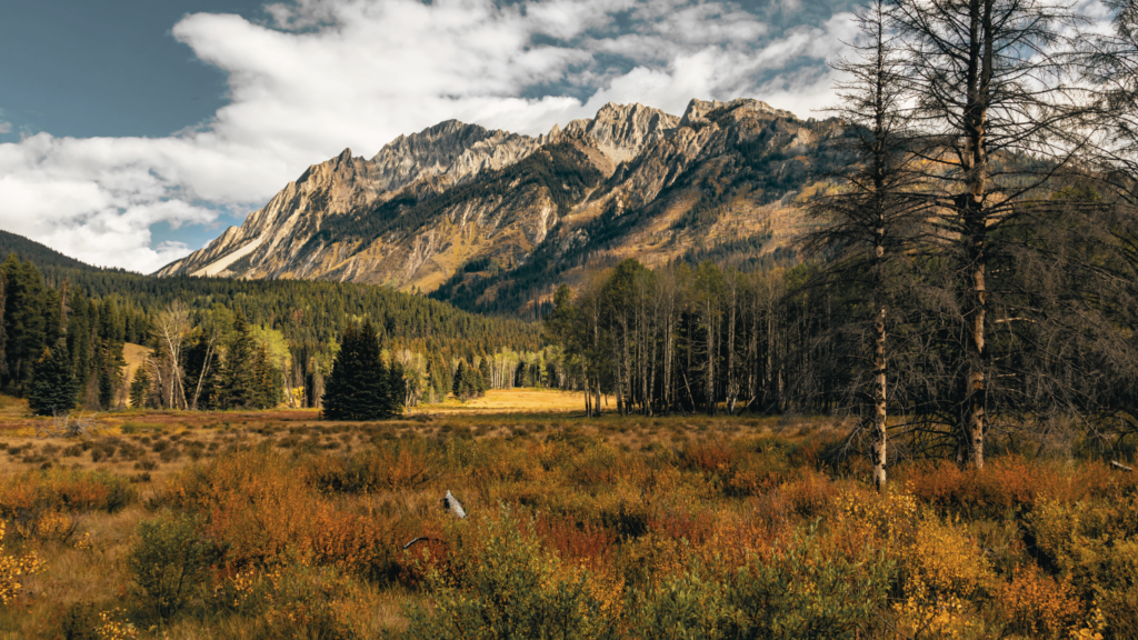 Fall colours in all their splender, Bow Valley Parkway. Banff National Park, Alberta