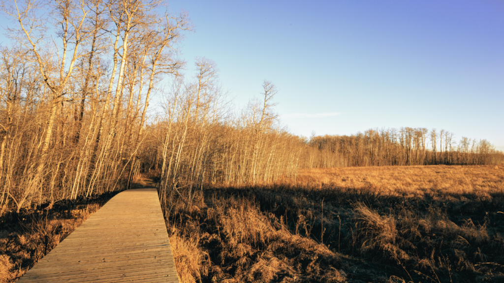 Autumn view of Elk Island National Park, Alberta