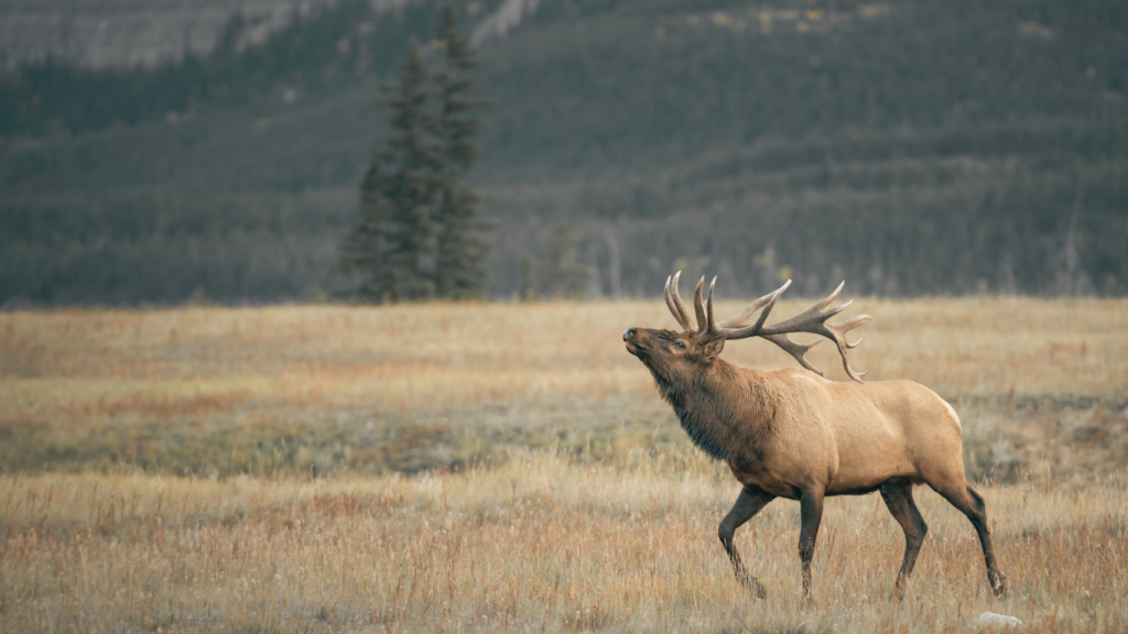 Elk in Canada