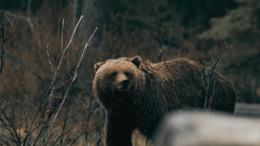 Grizzly Bear, Banff, Alberta