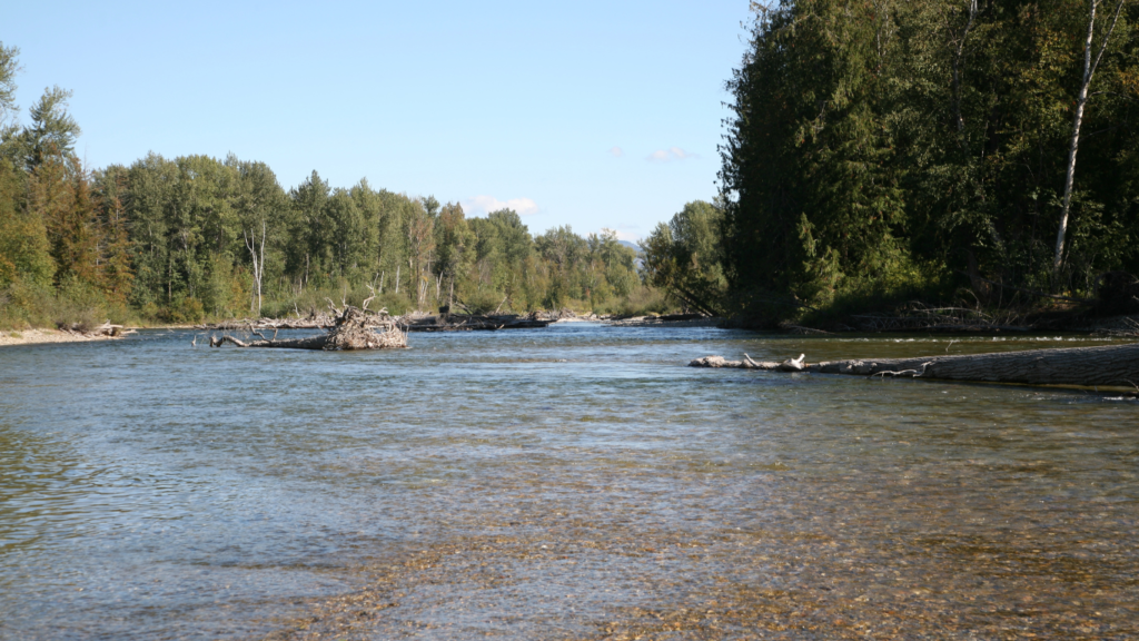 Adams River near Chase, BC - Picture by Murphy_Shewchuk