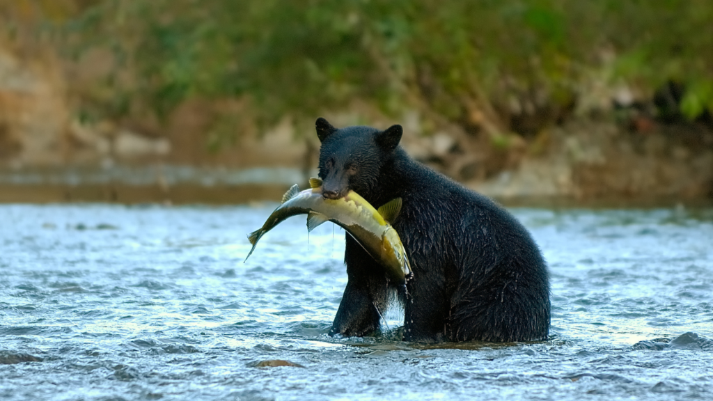 Black bear catching salmon on Nitinat River, Vancouver Island, B