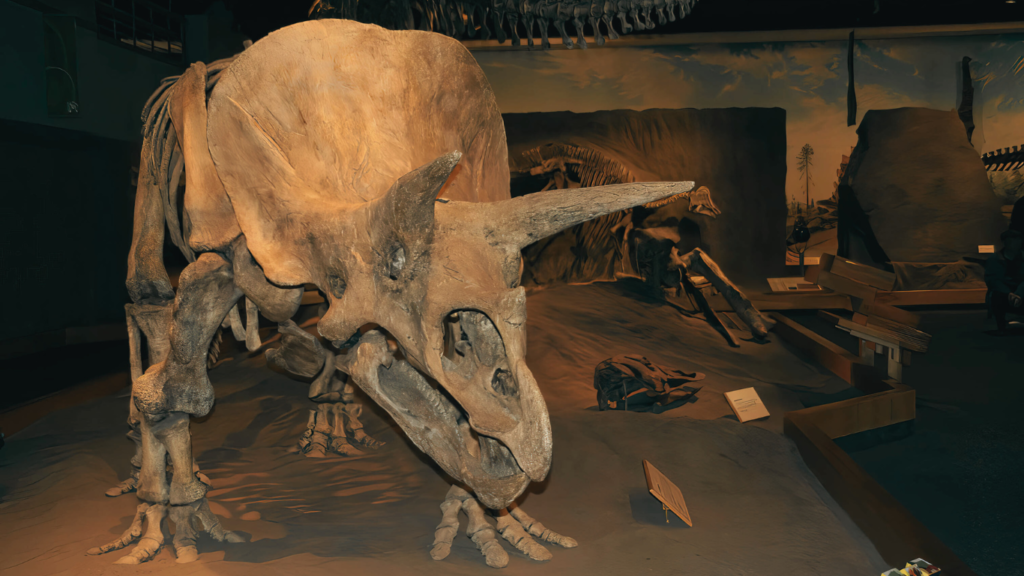 Triceratops Preparing to Defend Itself⁠, Royal Tyrrell Museum, Alberta