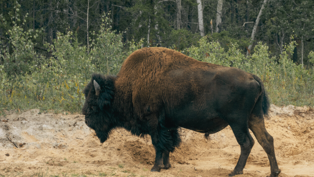 Wood Bison seen in Wood Bison Natinal Park, Northwest Territories and Alberta Canada