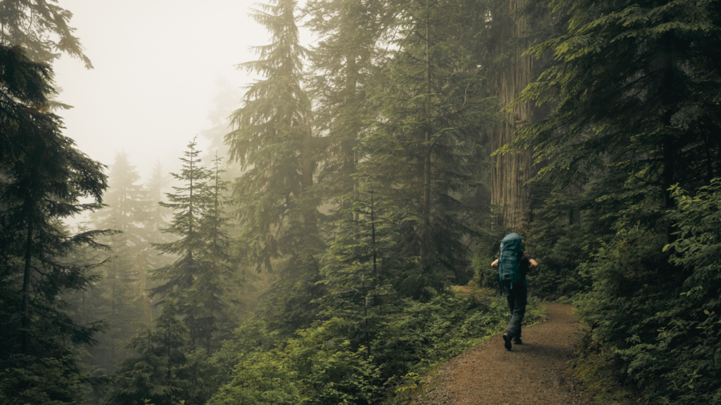 Solo Travel - Man hiking in a forest