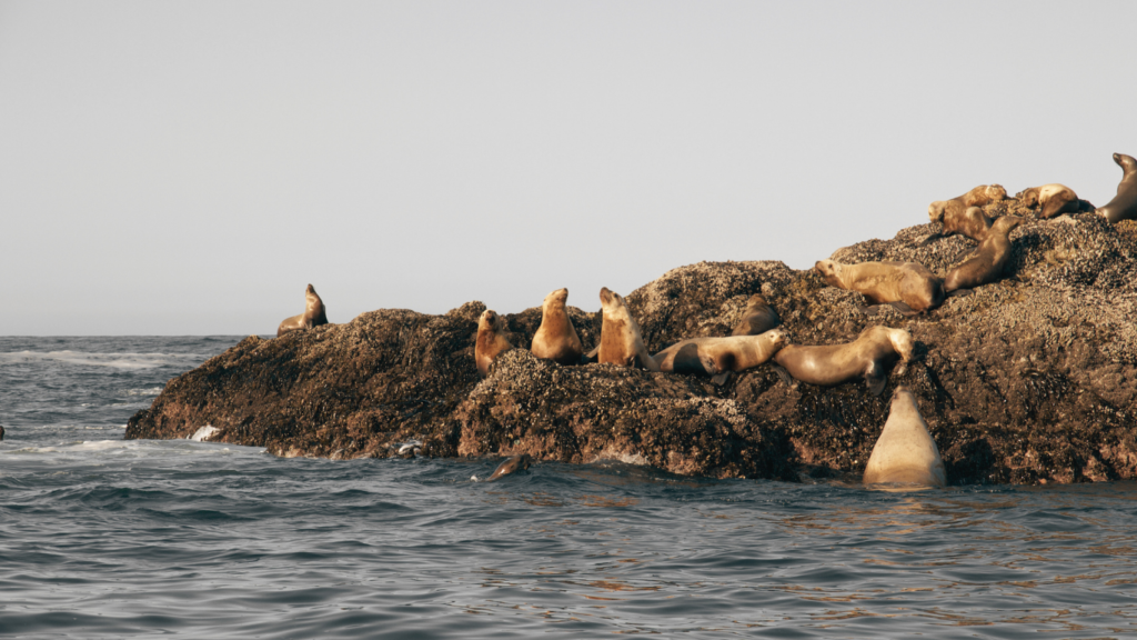 Steller Sea Lions, Hornby Island, Vancouver Island, BC Canada