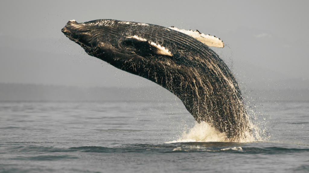 Humpback whale breach off the coast of Vancouver Island, BC