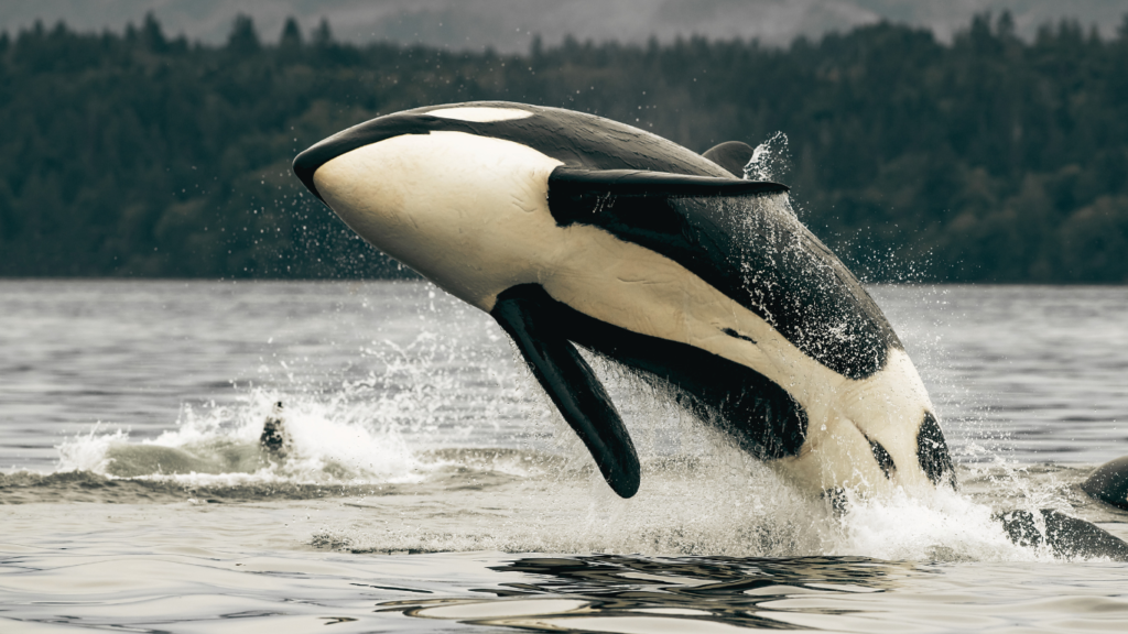 Killer (orca) whale breaching near Vancouver Island, BC