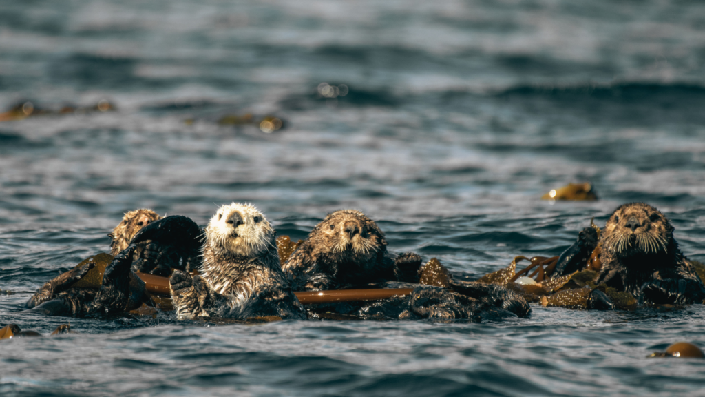 Sea otters, Quatsino Sound, Port Alice, Vancouver Island, BC Canada