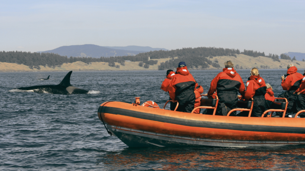 Orca Whale Watching Tourists on Zodiac Boat Canada 