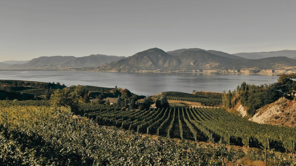 Okanagan Valley Vineyards, Scenic naramata - Picture by laughingmango from Getty Images